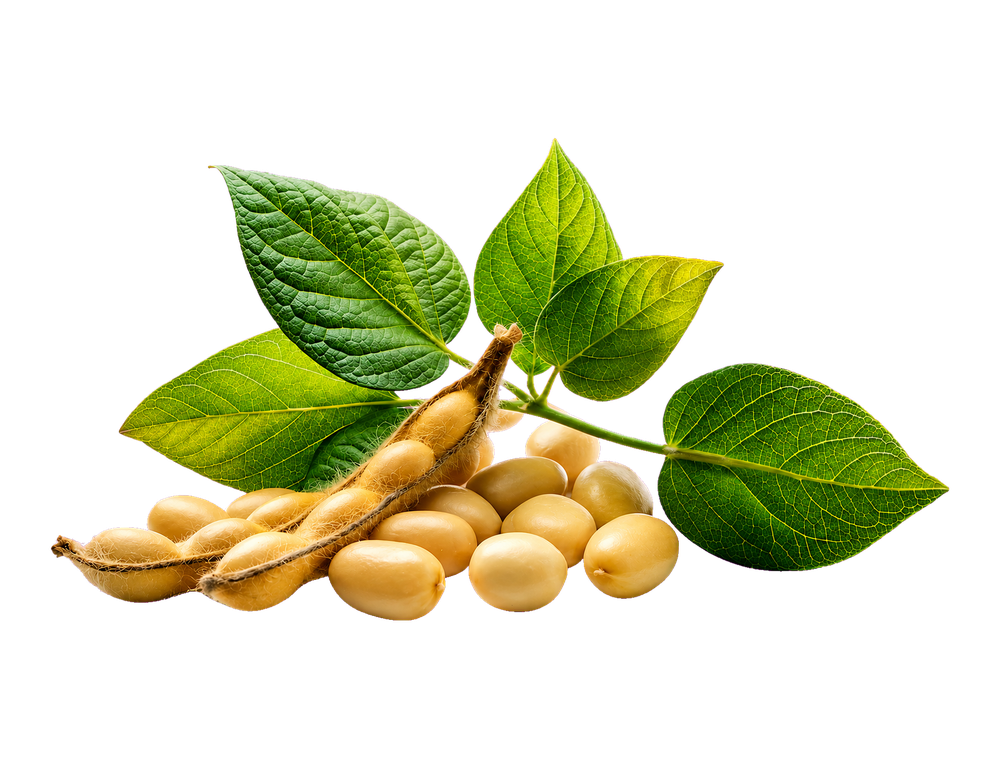 Soybean seeds